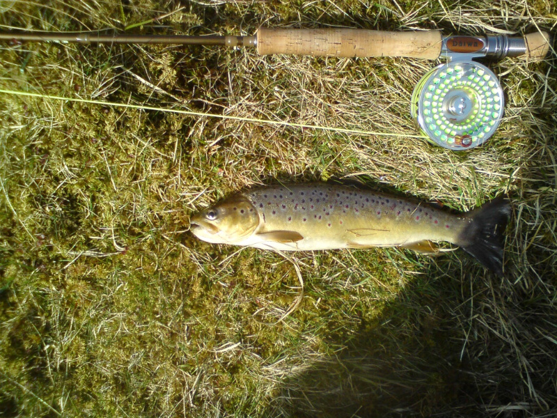 1lb Wild Brownie caught & returned recently by Stan Broom